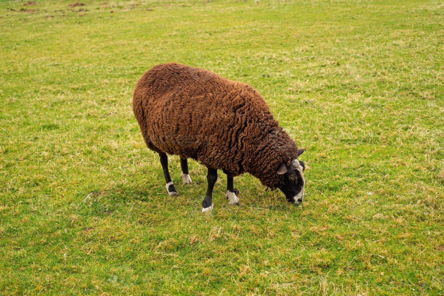 ongeschoren bruine schapen tegen de achtergrond van helder sappig groen gras foto