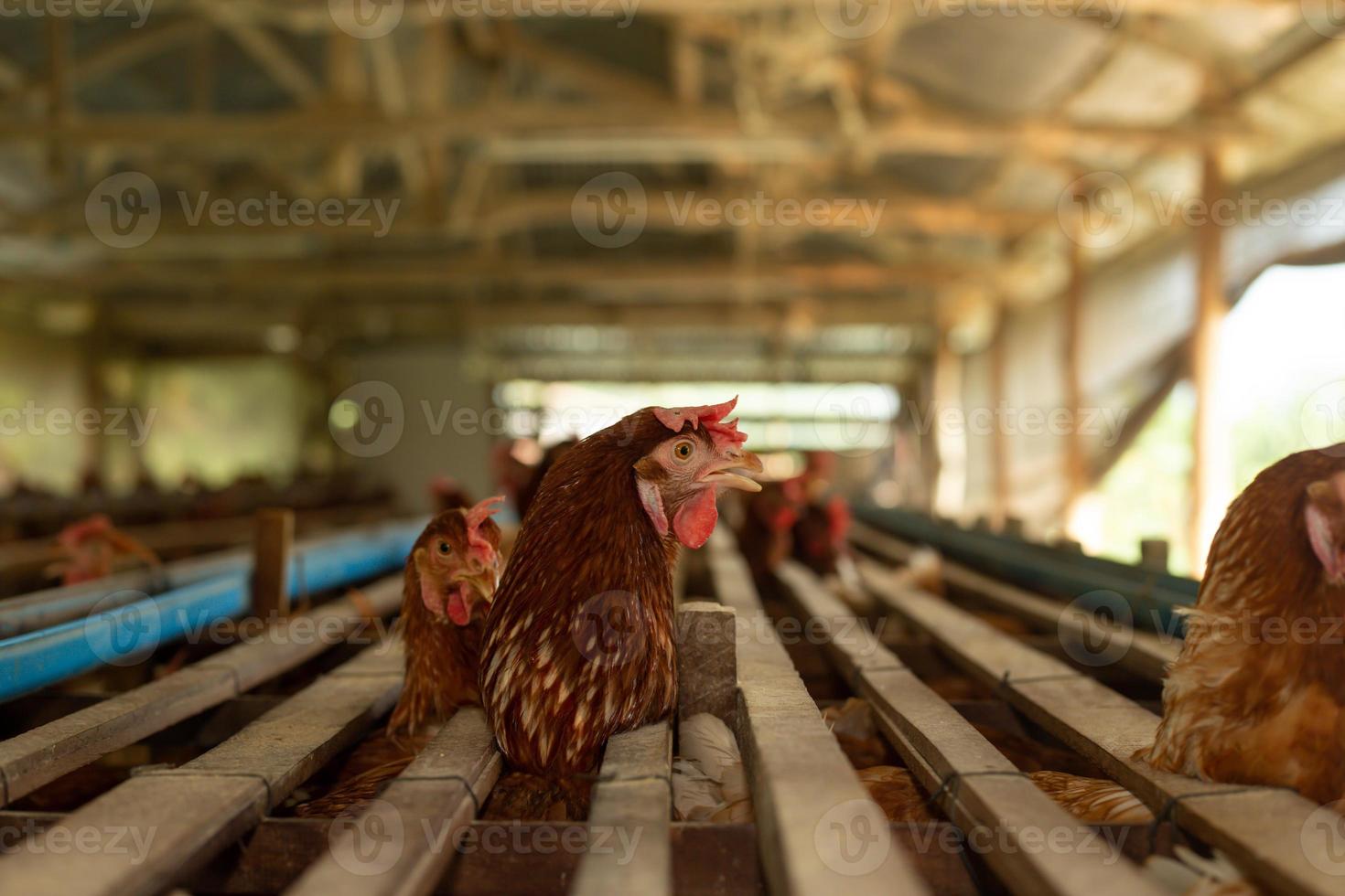 kippen in kooi op boerderij, kip eten in boskooi op boerderij. foto