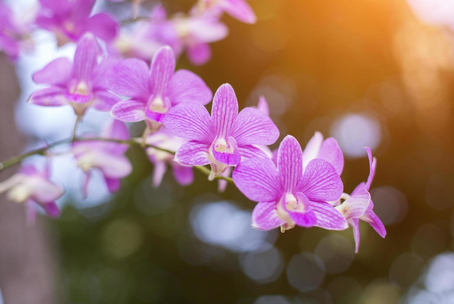 orchideeën, orchideeën paars, orchideeën paars wordt beschouwd als de koningin van bloemen in thailand foto