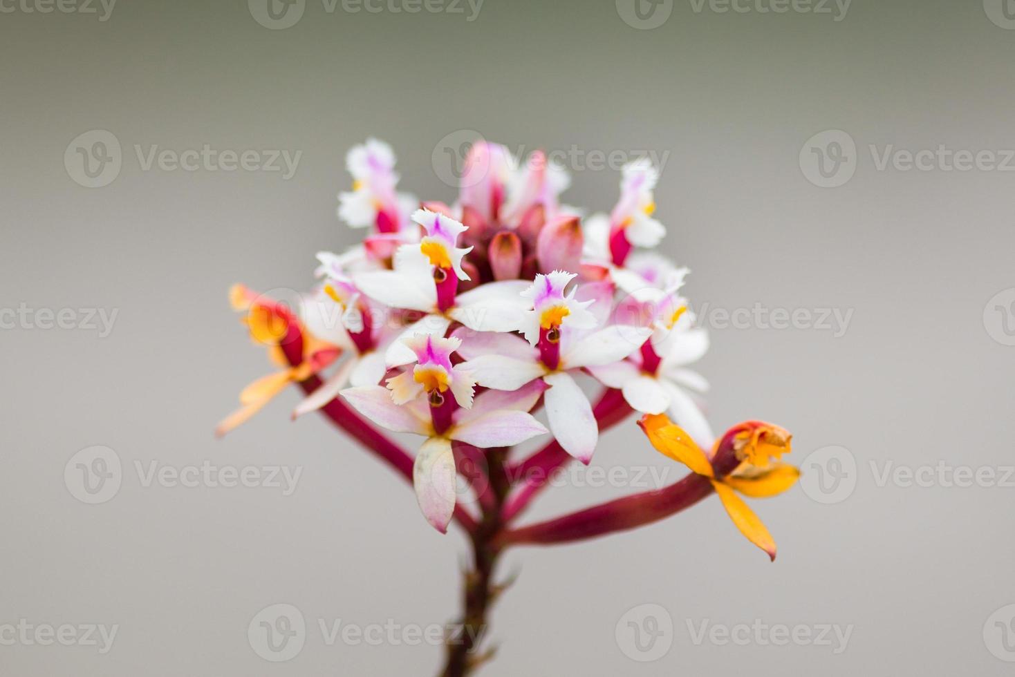 veelkleurige orchideeën gevonden op de top van de avila-berg foto