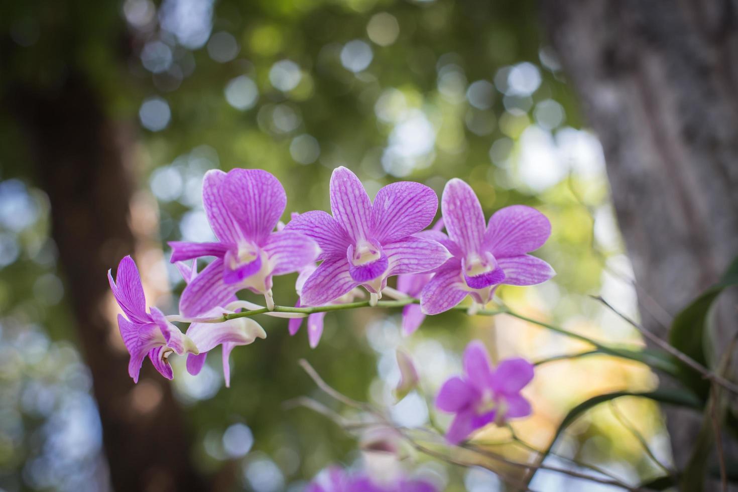 orchideeën, orchideeën paars, orchideeën paars wordt beschouwd als de koningin van bloemen in thailand foto