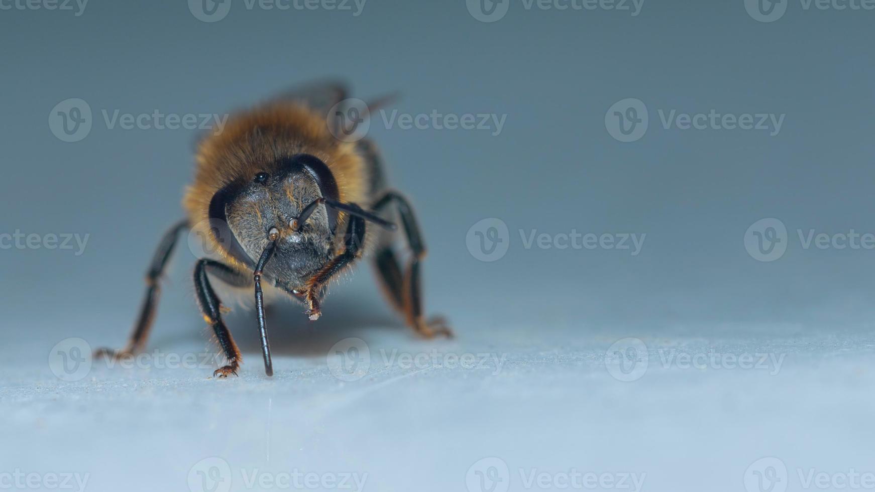 macrofoto van een kleine hommel die rondloopt en zichzelf schoonmaakt foto