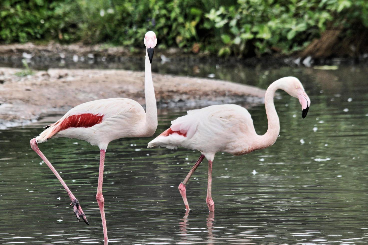 uitzicht op een flamingo foto
