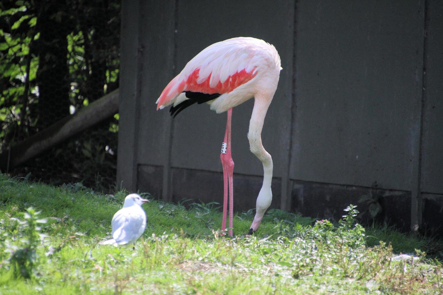 uitzicht op een flamingo in het water foto