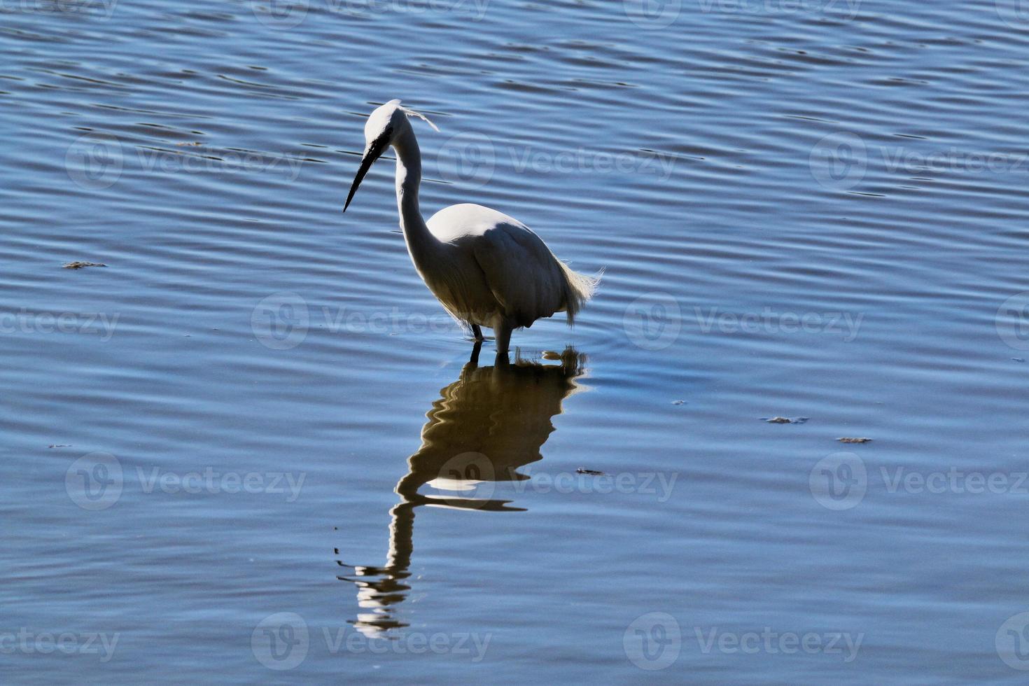 uitzicht op een grote witte zilverreiger foto