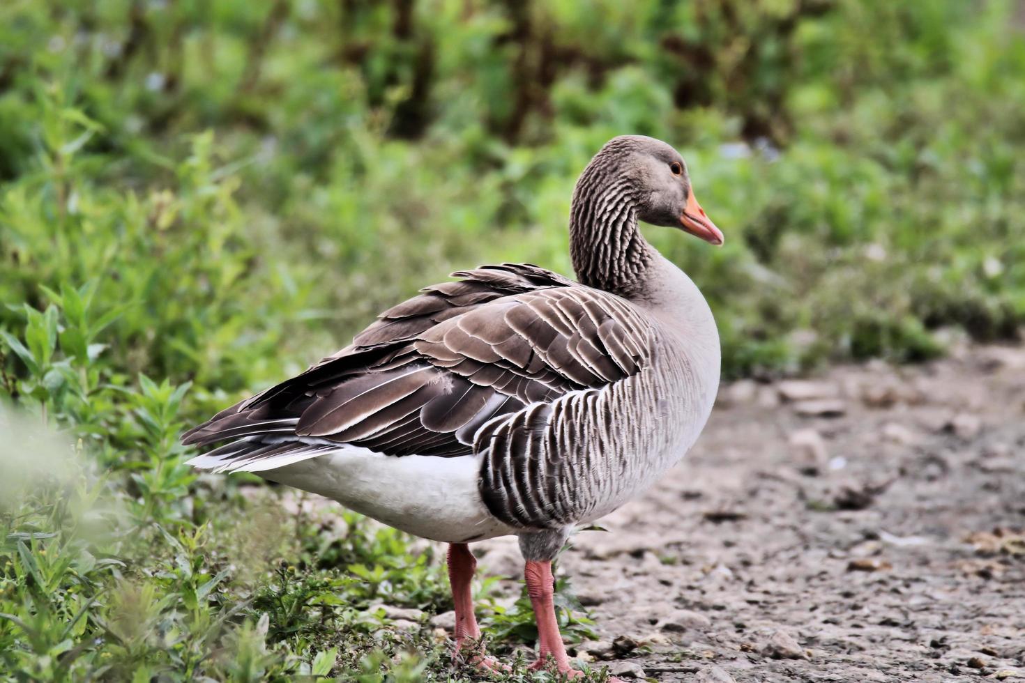 een close up van een grauwe gans foto