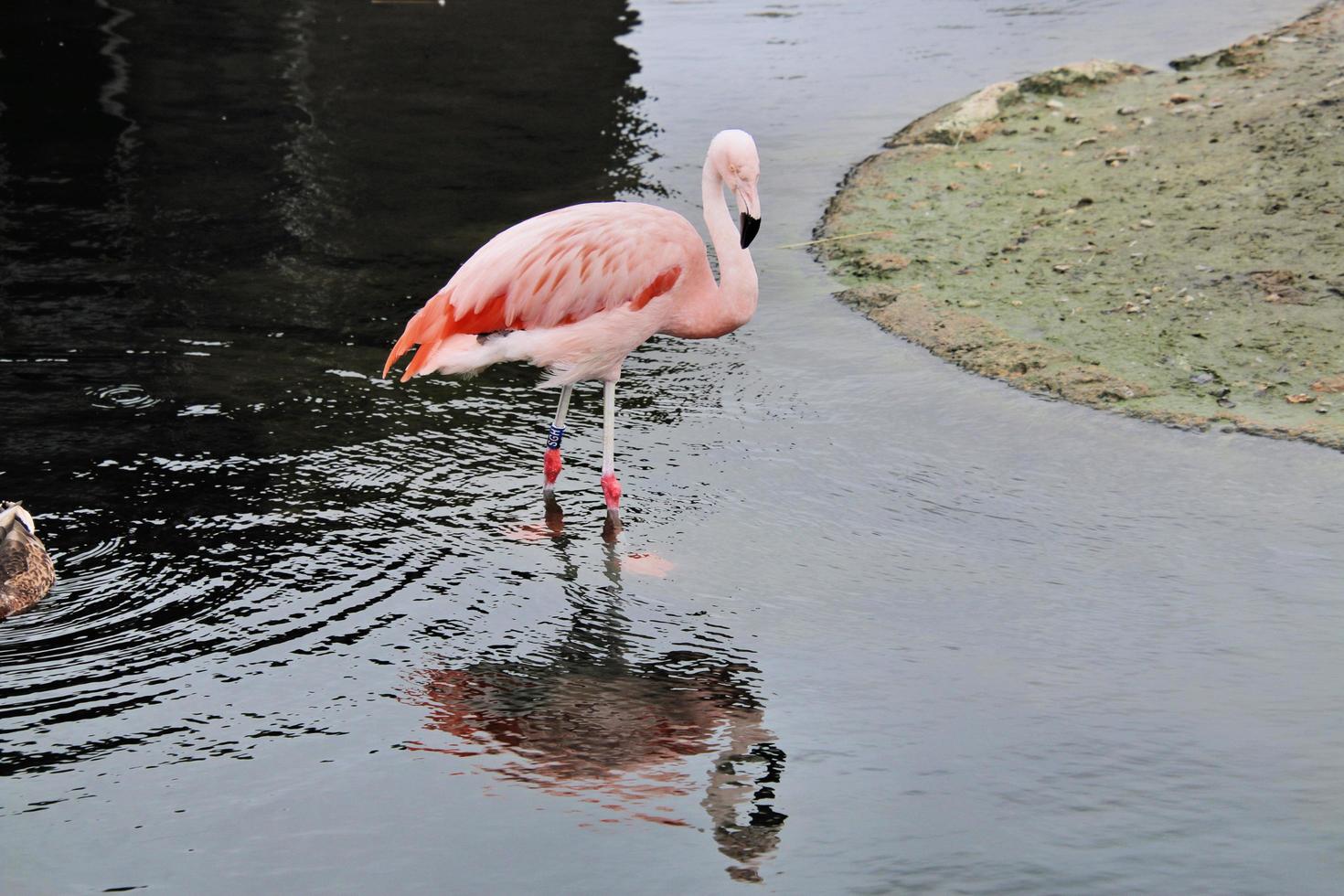 uitzicht op een flamingo in het water foto