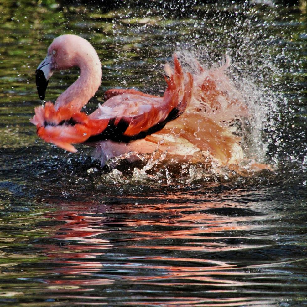 uitzicht op een flamingo in het water foto