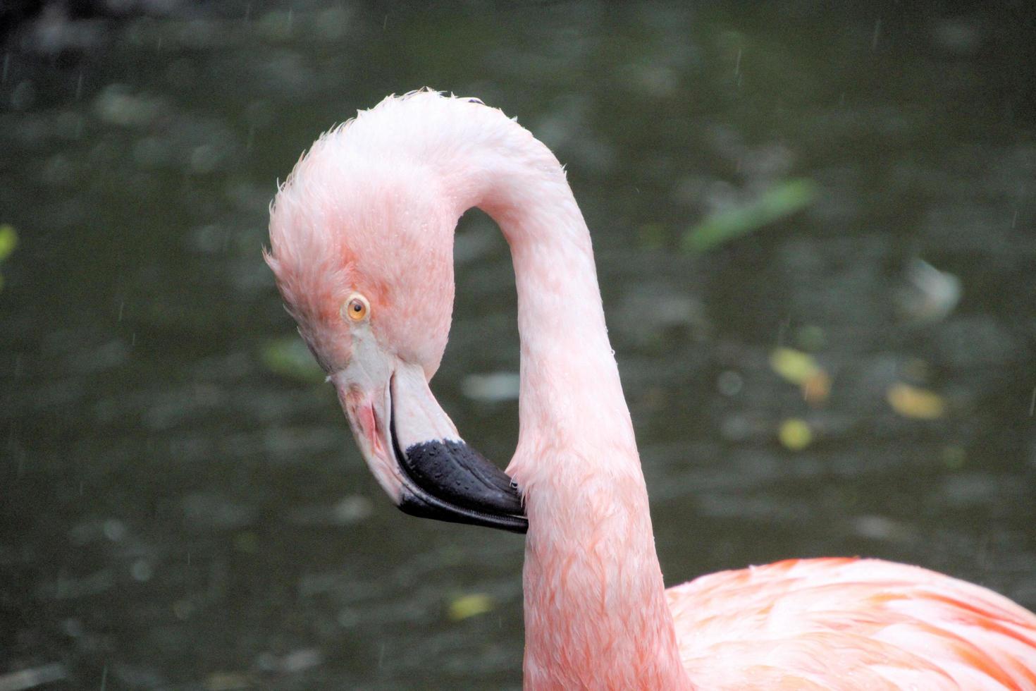 uitzicht op een flamingo foto