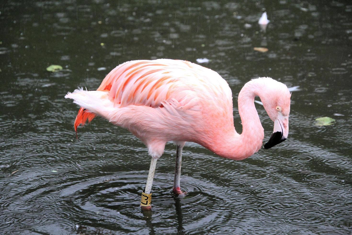 uitzicht op een flamingo foto