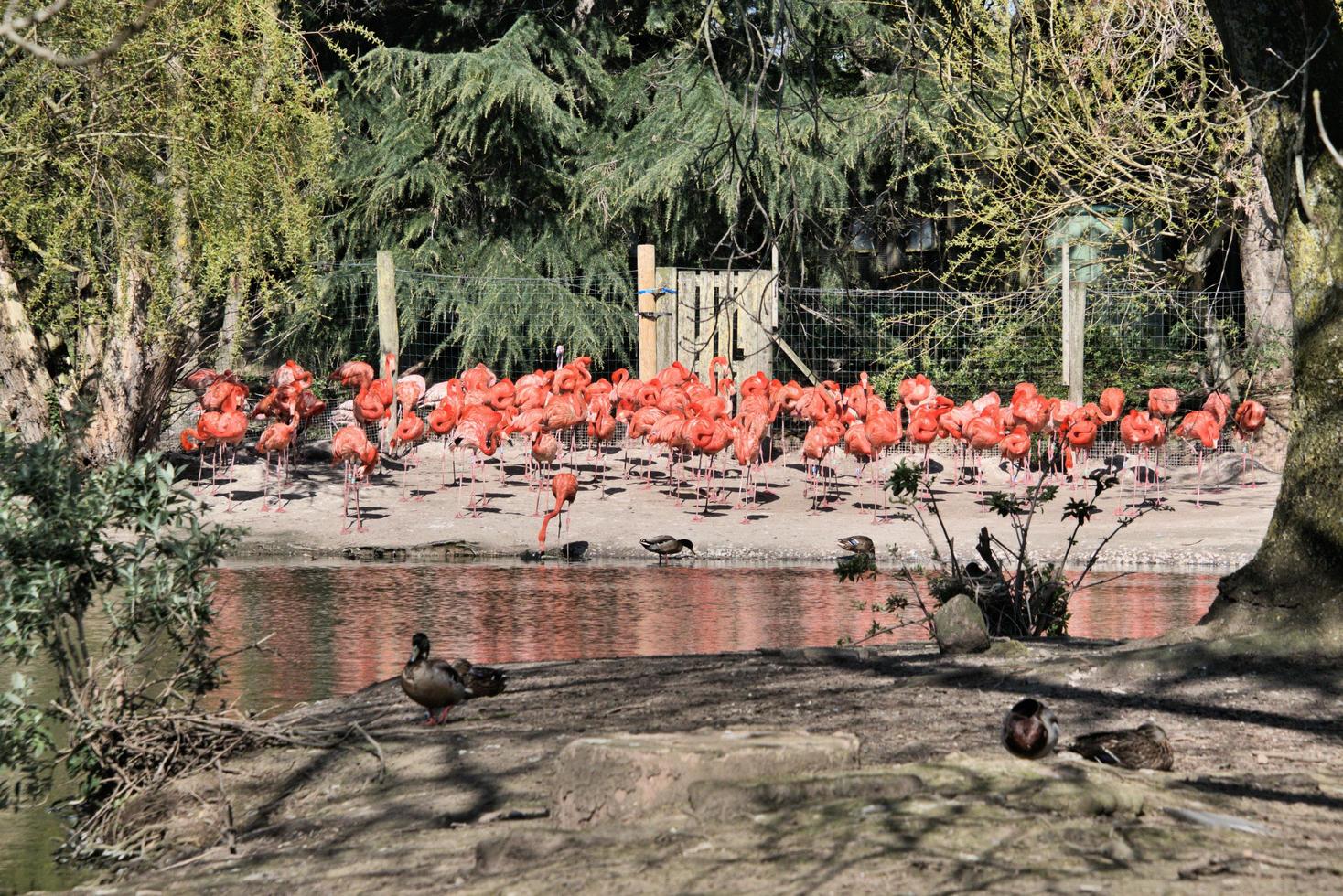 uitzicht op een flamingo foto