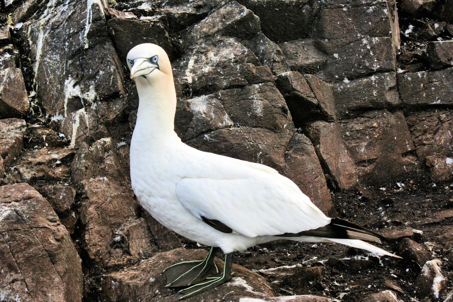 een close-up van een jan-van-gent op basrock in Schotland foto