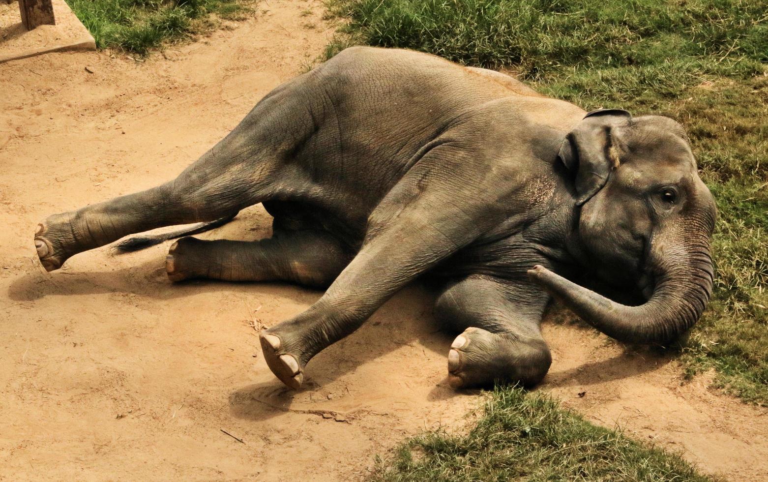 een close up van een olifant foto