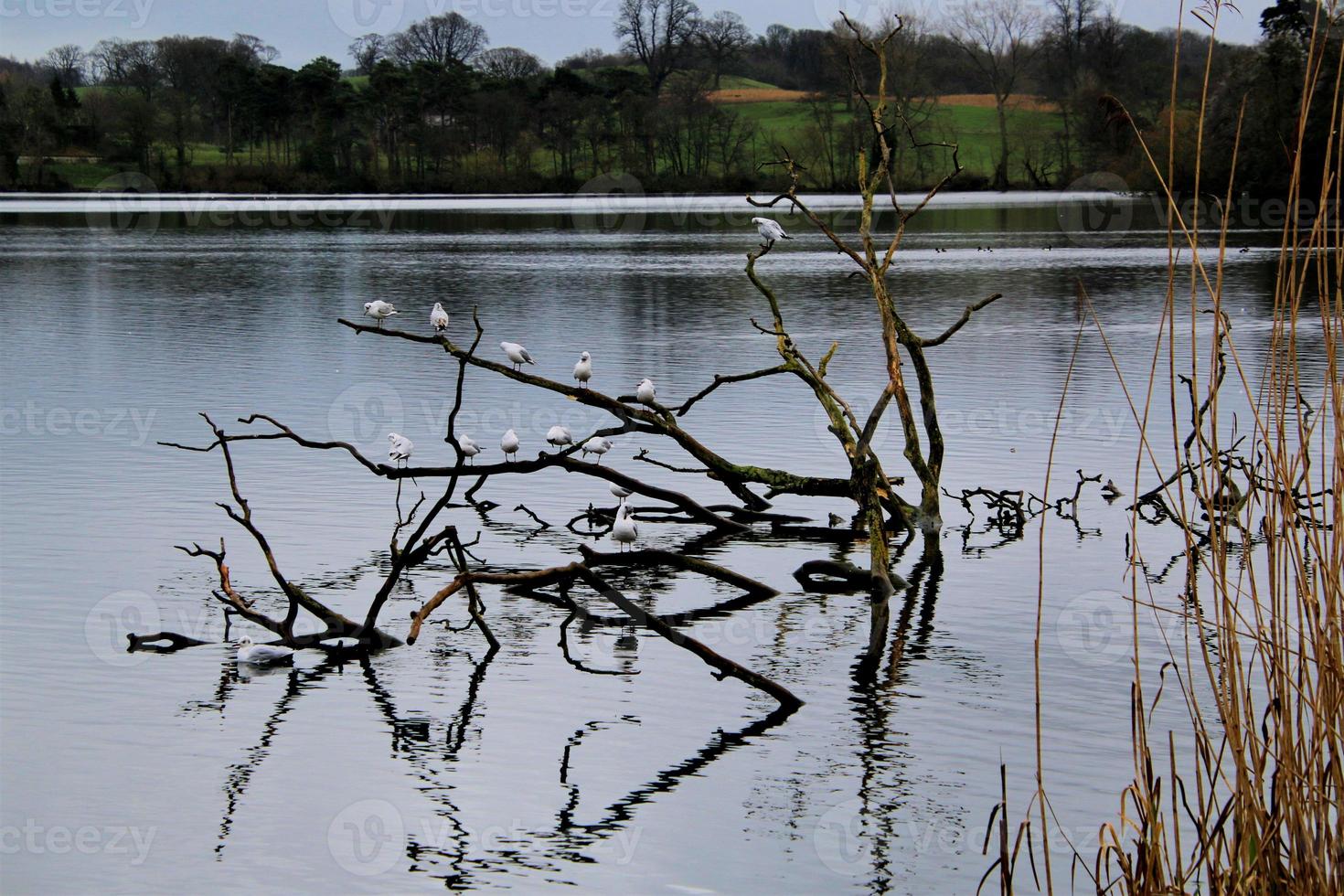 uitzicht op het meer van ellesmere foto