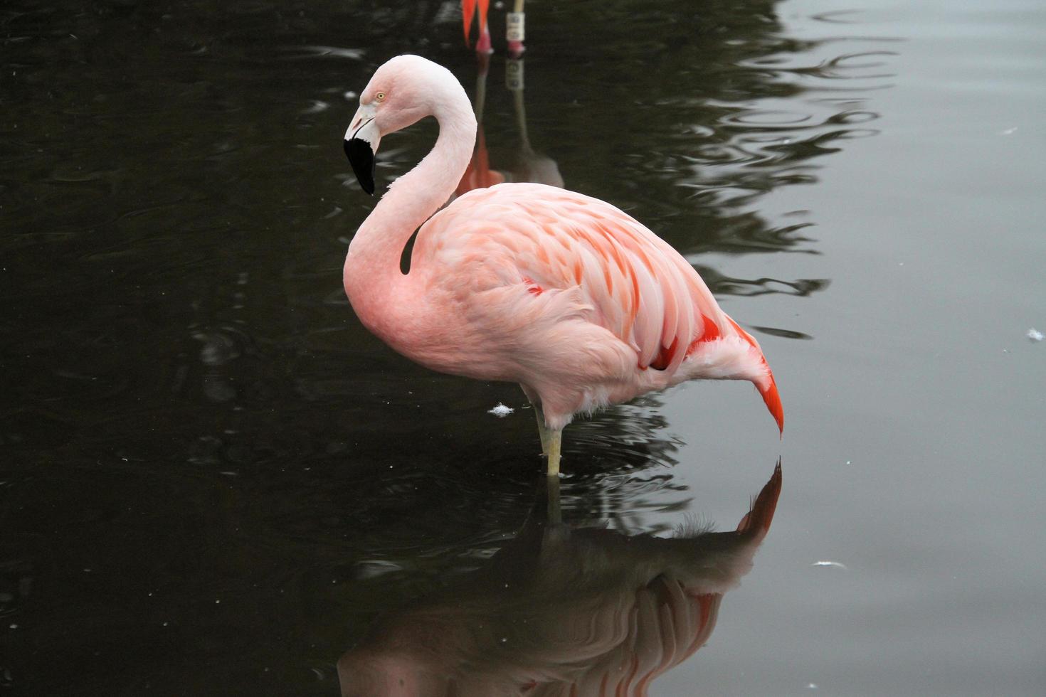 uitzicht op een flamingo in het water foto