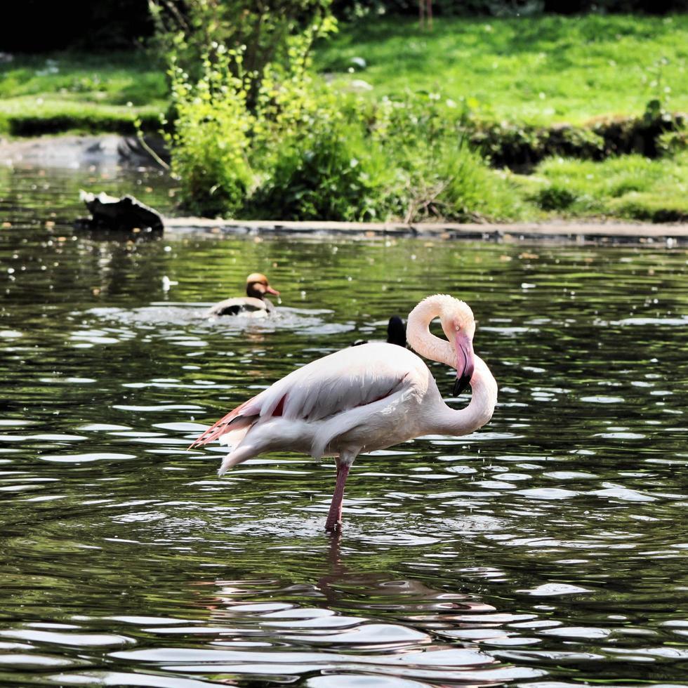 uitzicht op een flamingo foto