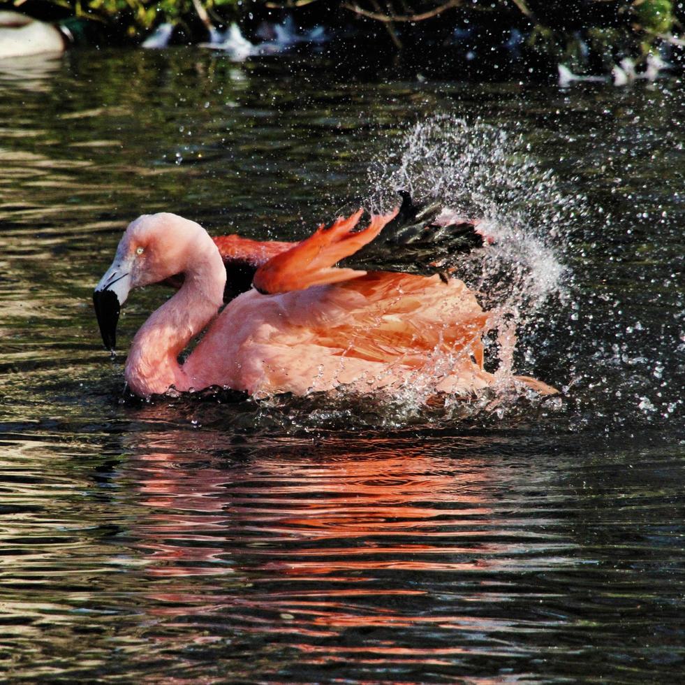 uitzicht op een flamingo foto