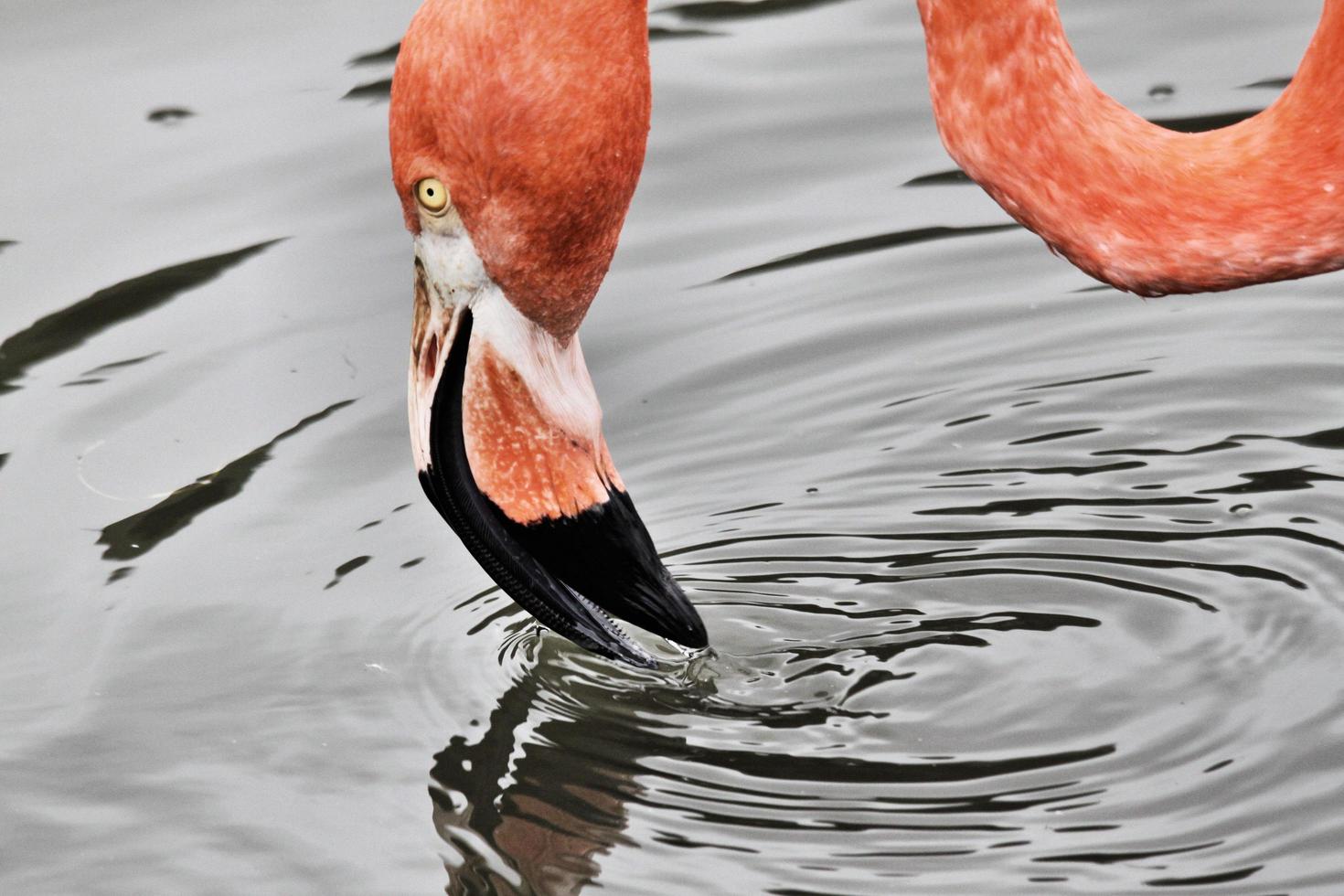 uitzicht op een flamingo foto