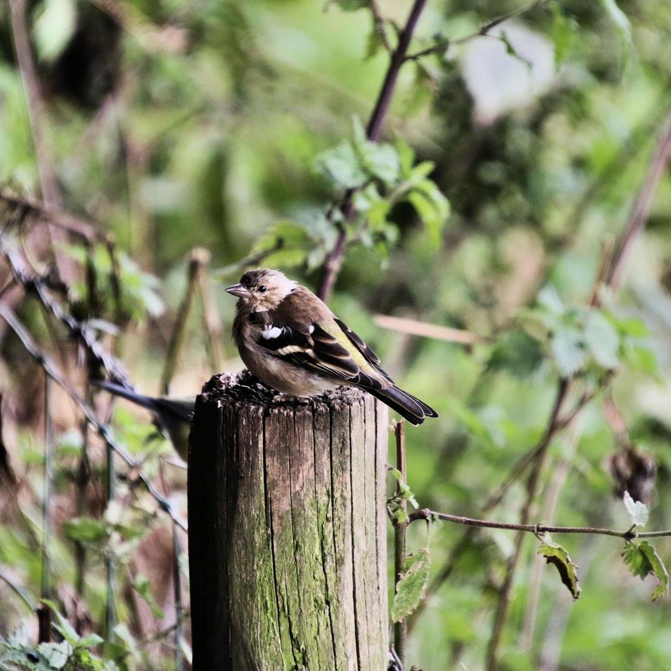 een groenling op een vogelvoeder foto