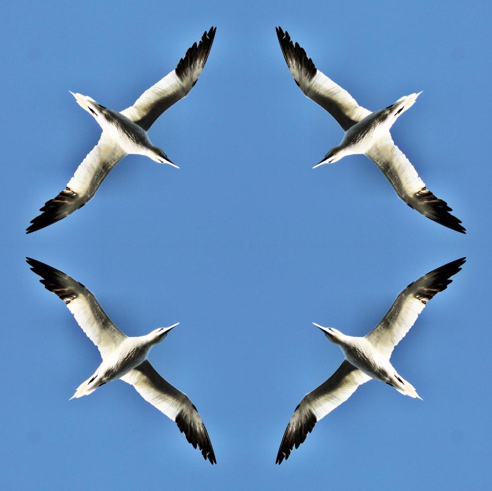 een close-up van een jan-van-gent op basrock in Schotland foto