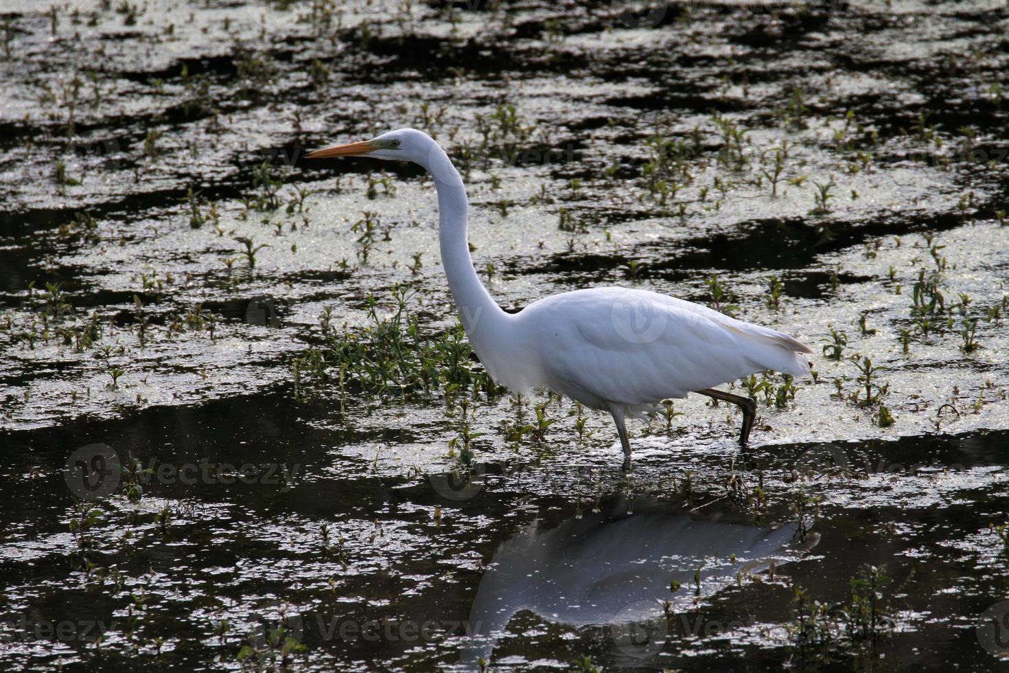 uitzicht op een grote witte zilverreiger foto