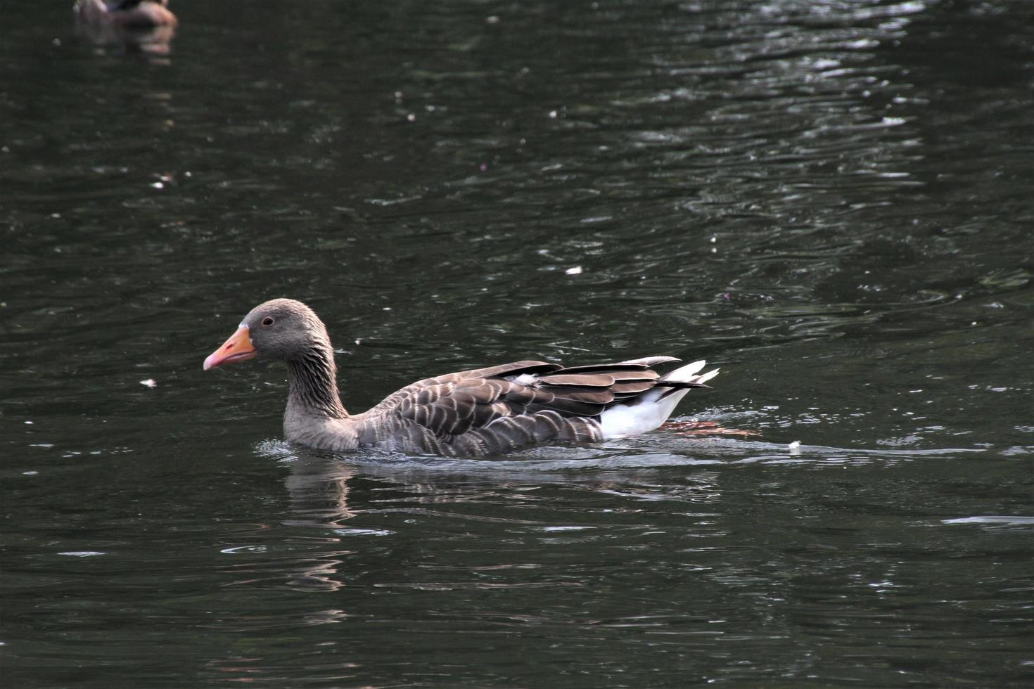 een close up van een grauwe gans foto