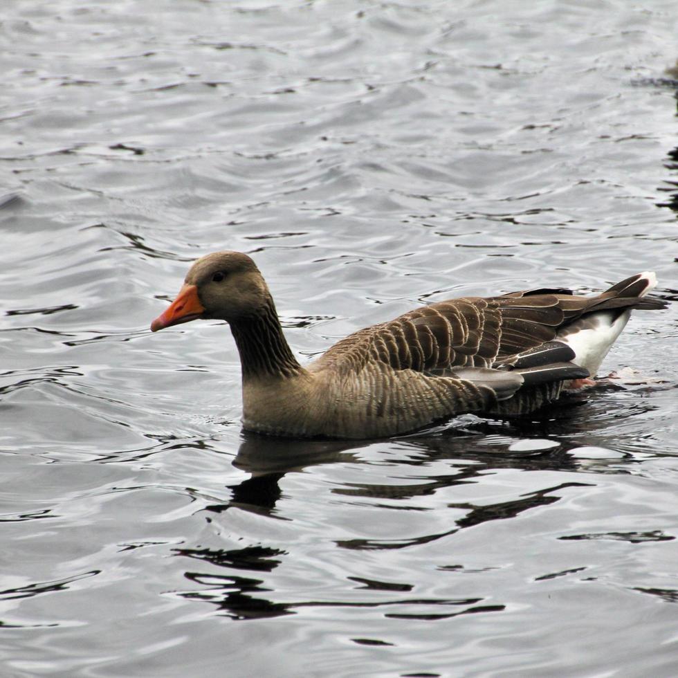 een close up van een grauwe gans foto