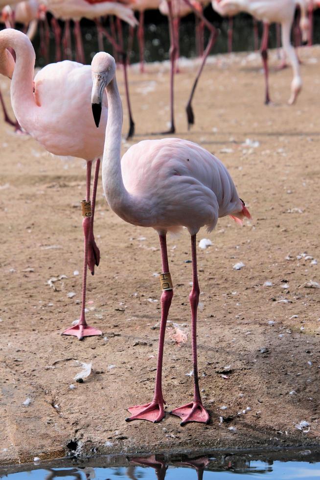 uitzicht op een flamingo in het water foto