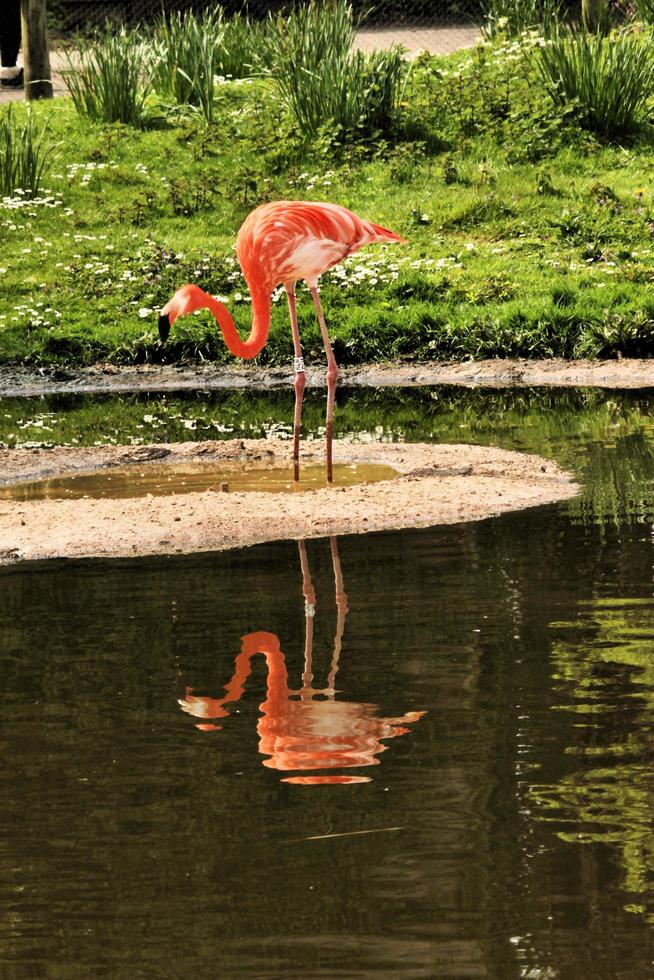 uitzicht op een flamingo foto