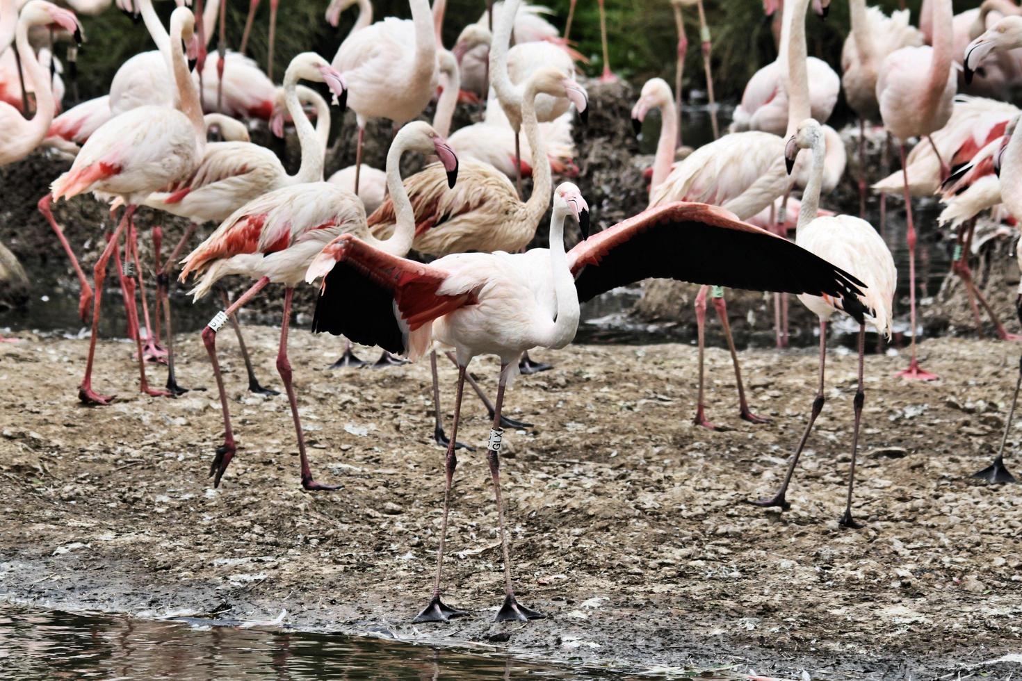 uitzicht op een flamingo foto