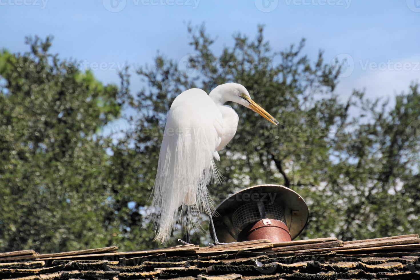 uitzicht op een grote witte zilverreiger foto