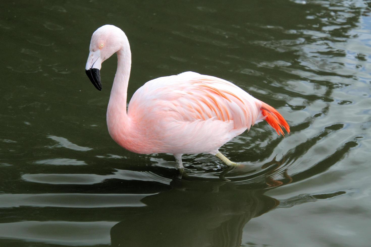 uitzicht op een flamingo in het water foto