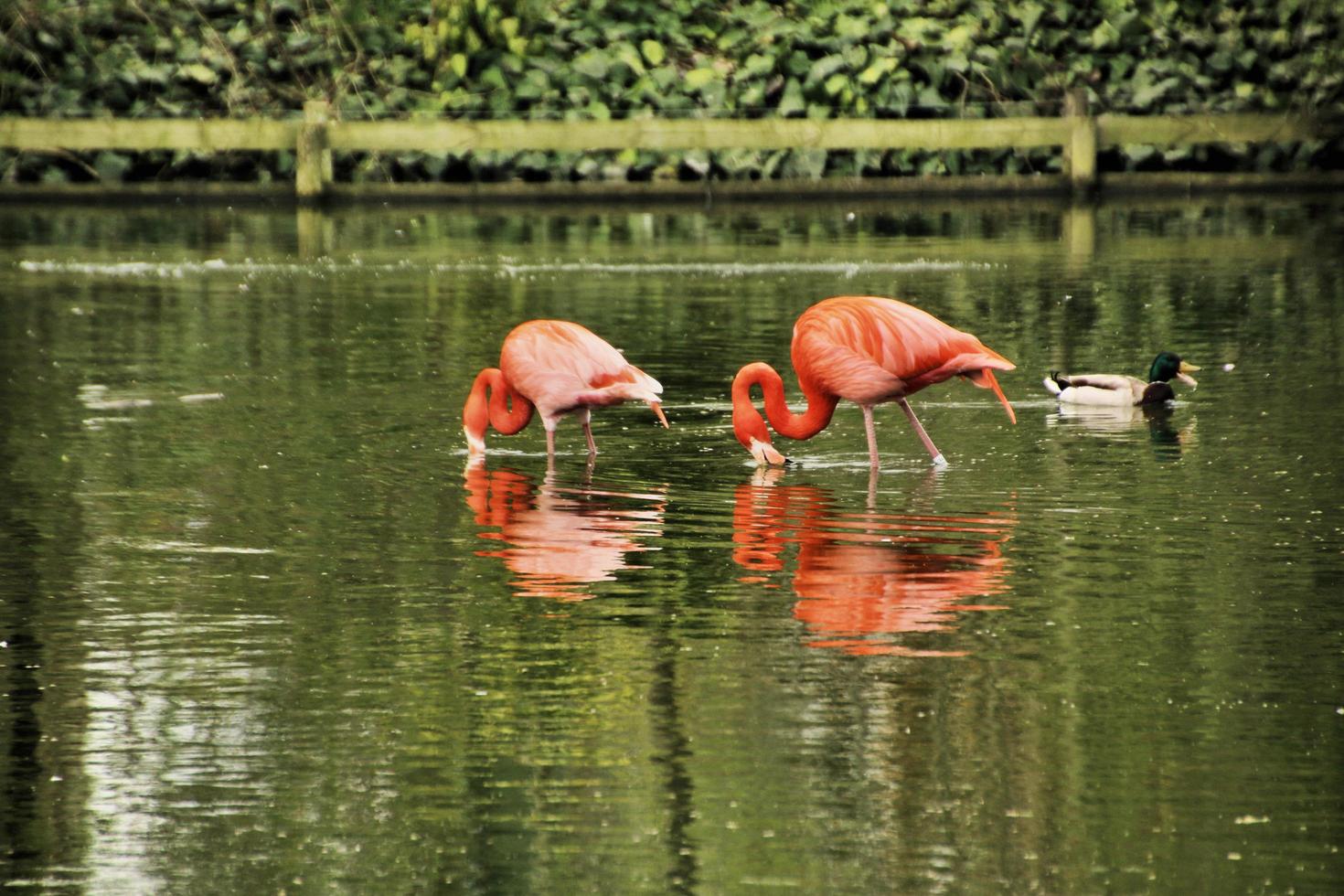 uitzicht op een flamingo in het water foto