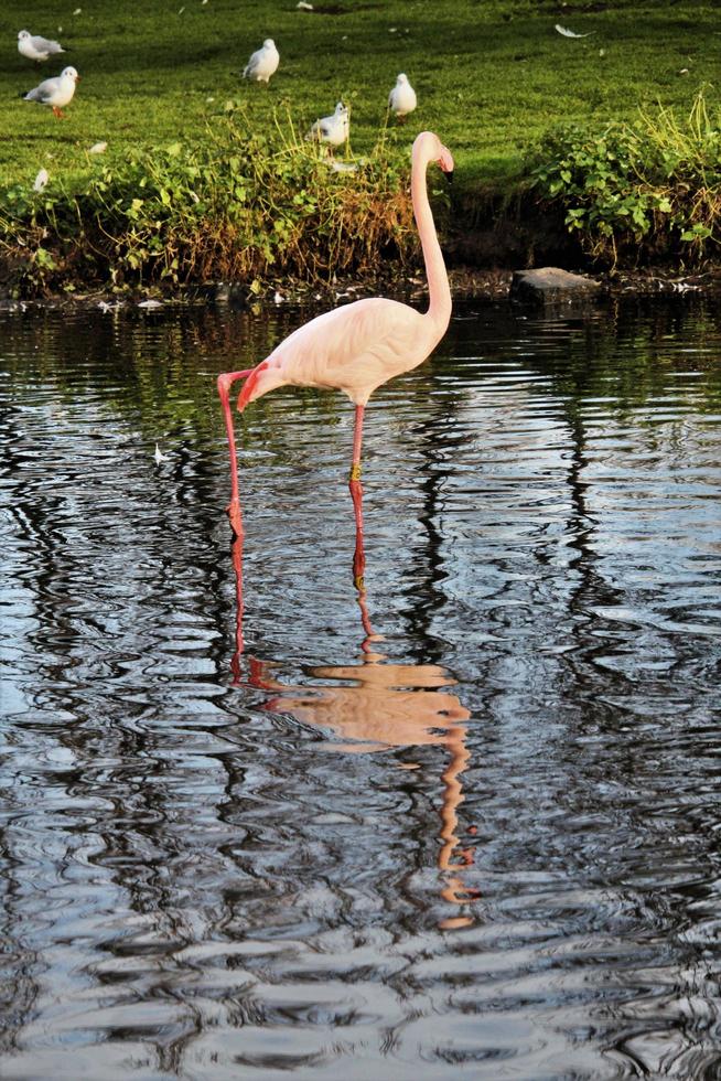 uitzicht op een flamingo foto