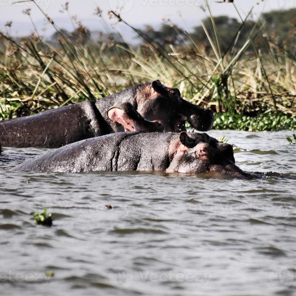 uitzicht op een nijlpaard in het water foto