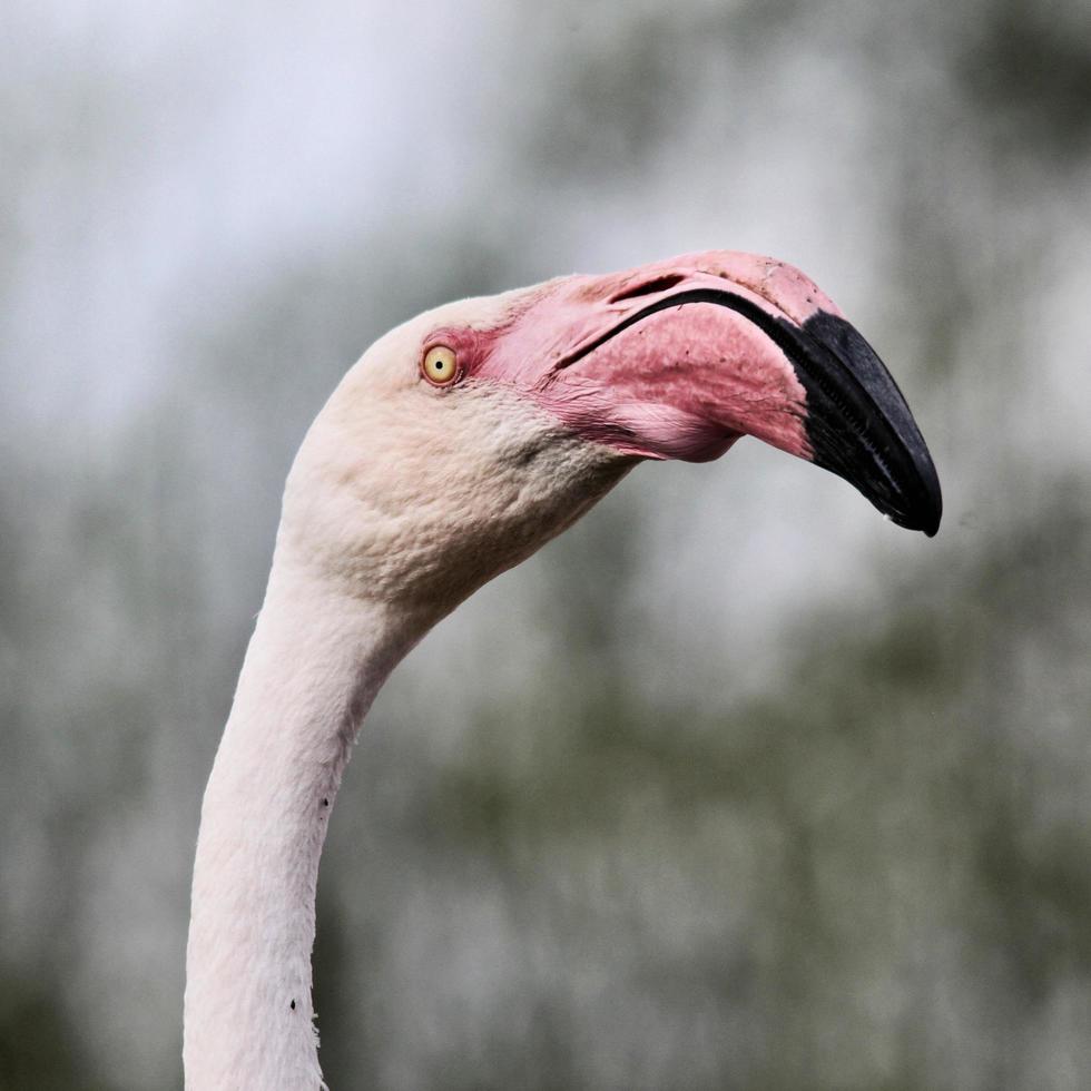 uitzicht op een flamingo foto