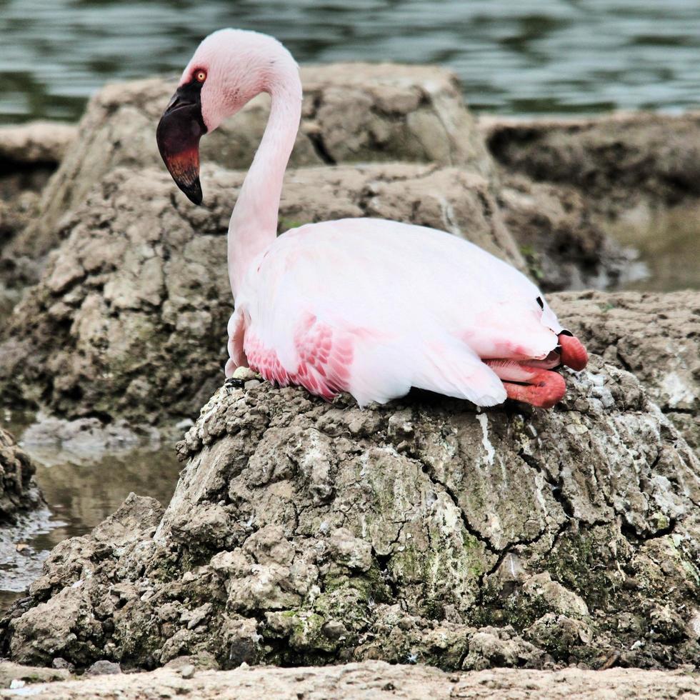 uitzicht op een flamingo foto