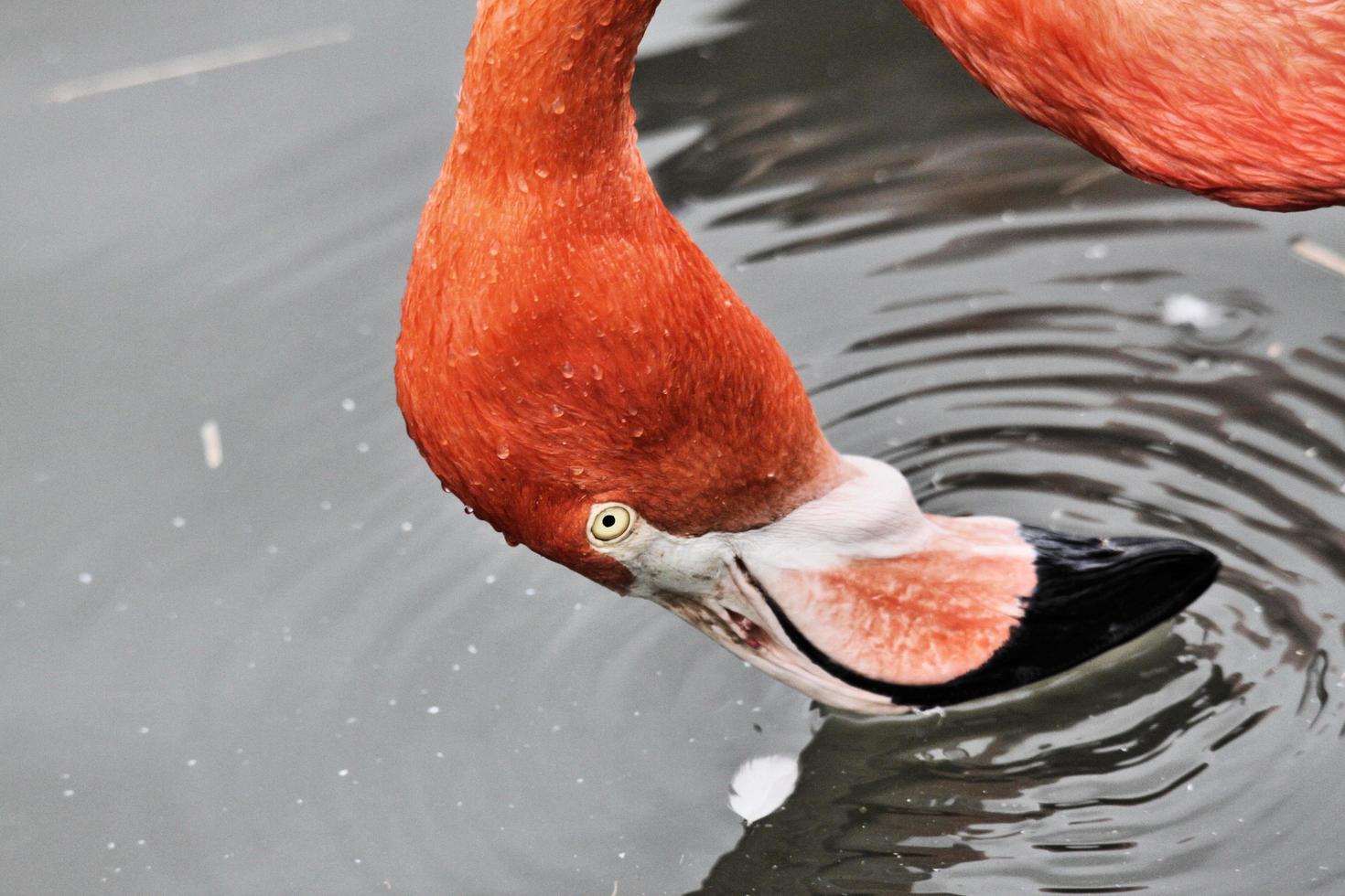 uitzicht op een flamingo foto