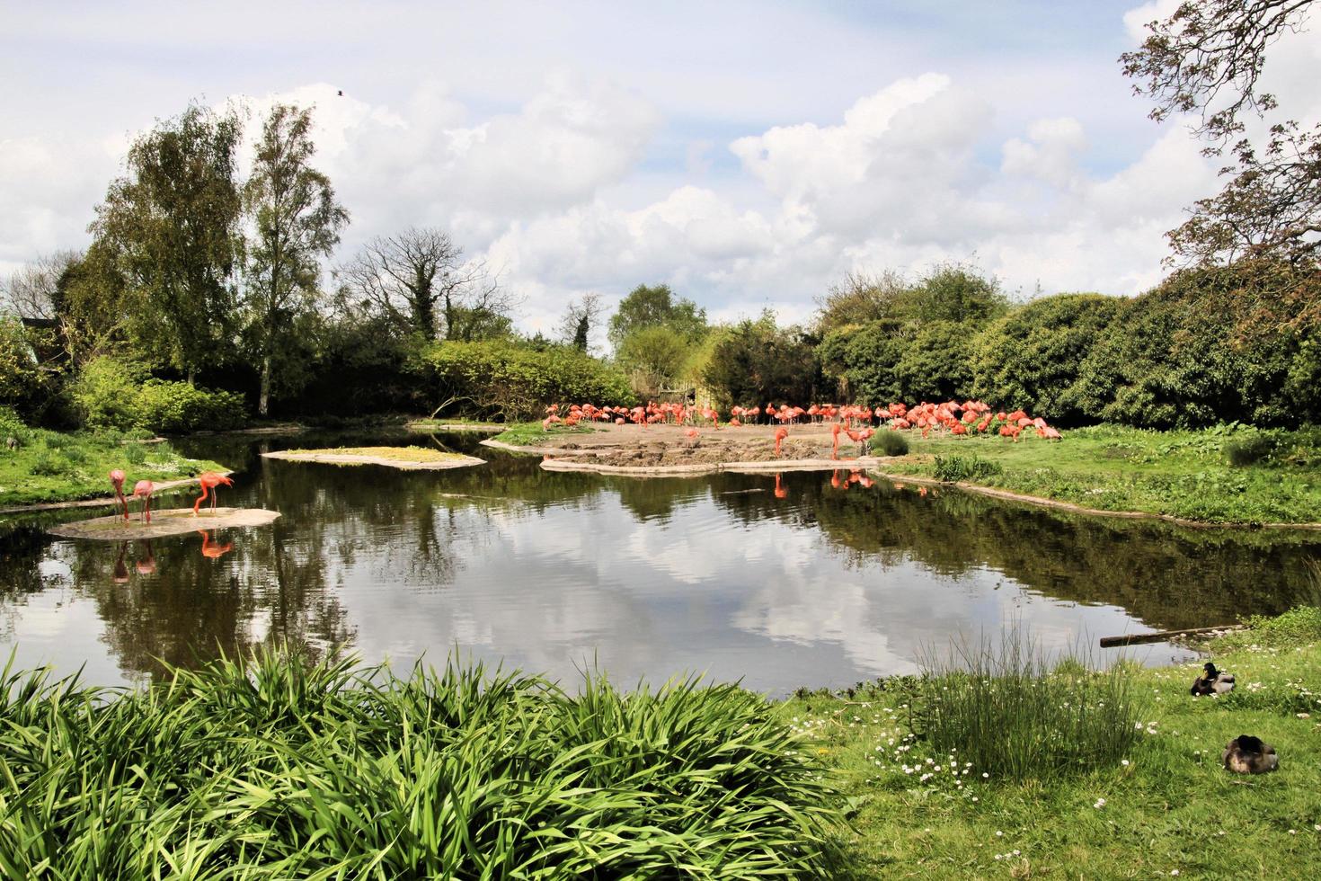 uitzicht op een flamingo foto