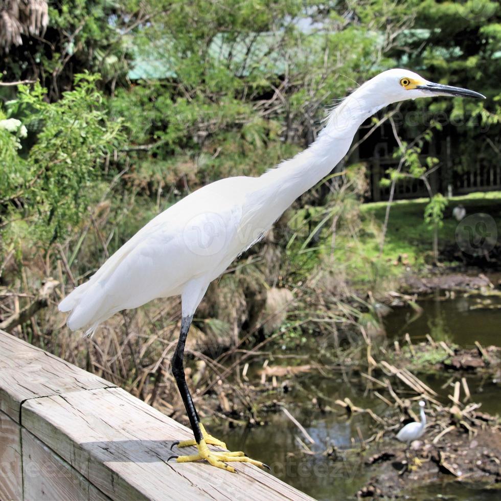 uitzicht op een grote witte zilverreiger foto