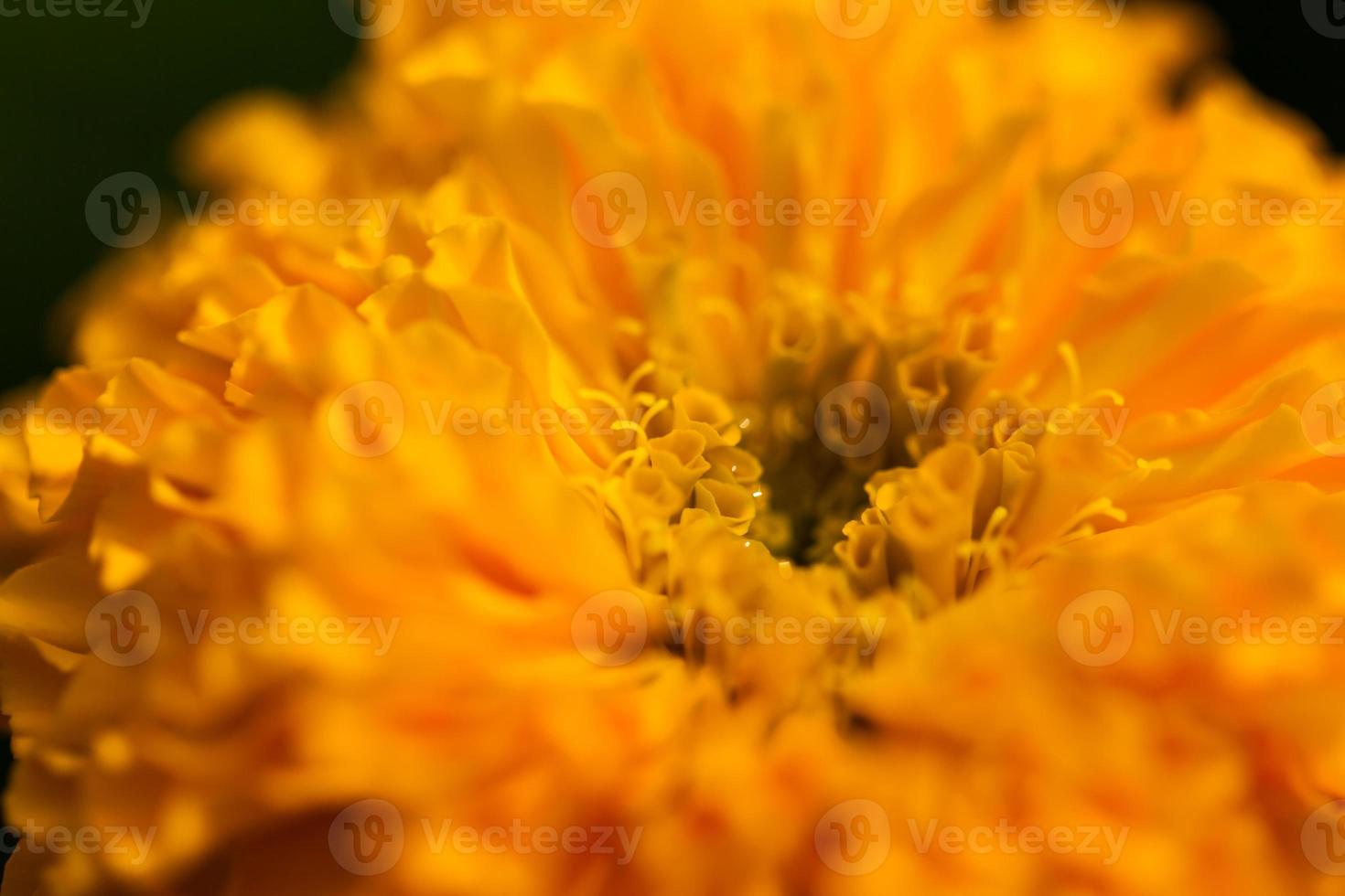 gele goudsbloembloem met wazig foto