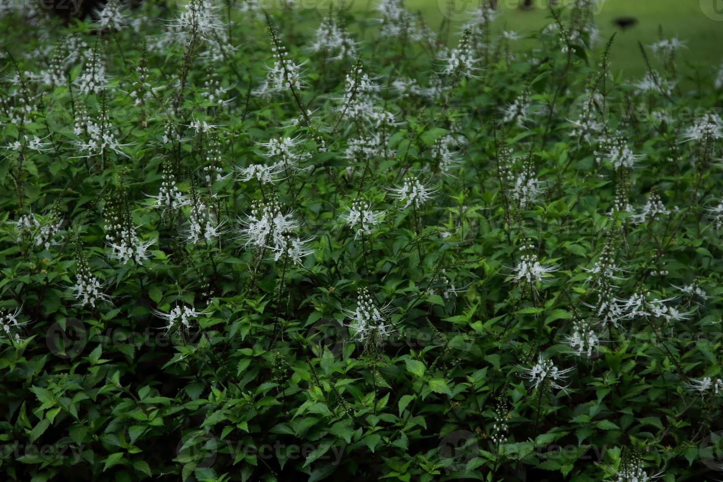 niertheeplantborstel in nuture, thailand. een andere naam is kattenbakkebaarden, javathee. foto