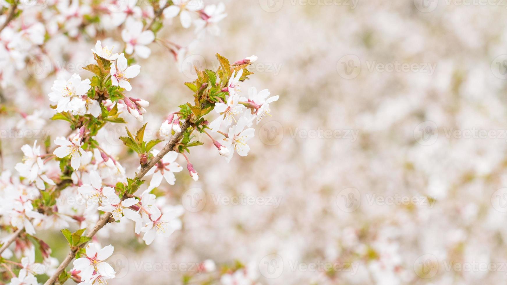 tak met bloesems sakura. rijkbloeiende struiken met roze knoppen kersenbloesems foto