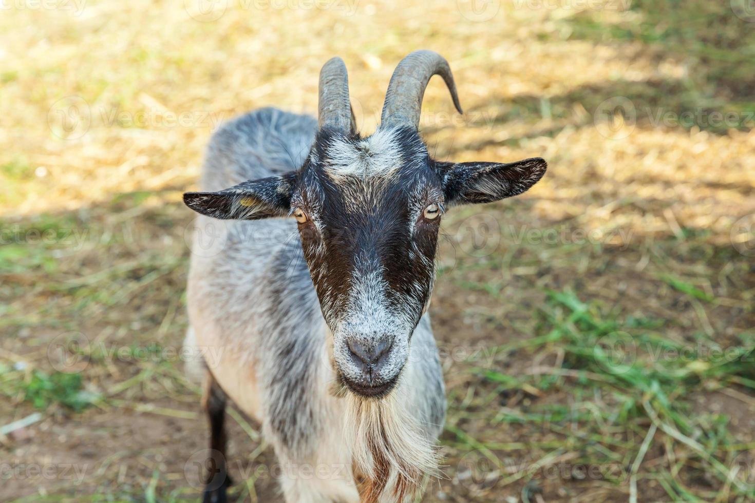 schattige geit ontspannen in ranch boerderij in zomerdag. binnenlandse geiten grazen in de wei en kauwen, landelijke achtergrond. geit in natuurlijke eco-boerderij die groeit om melk en kaas te geven. foto