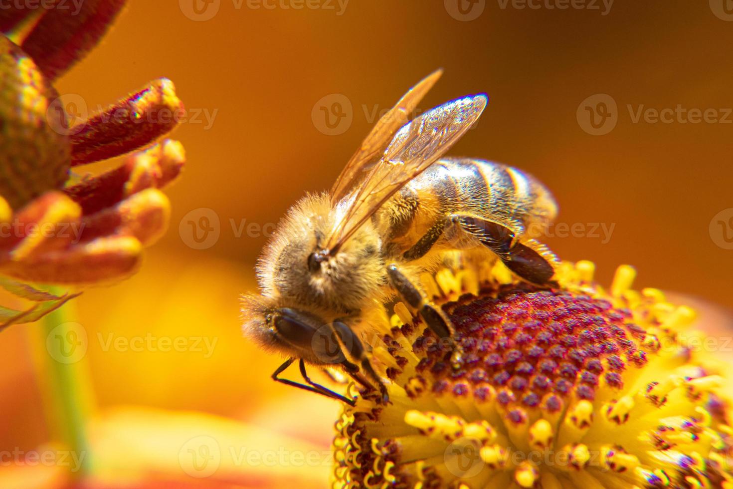 honingbij bedekt met geel stuifmeel drinken nectar, bestuivende bloem. inspirerende natuurlijke bloemen lente of zomer bloeiende tuin achtergrond. leven van insecten, extreme macro close-up selectieve focus foto