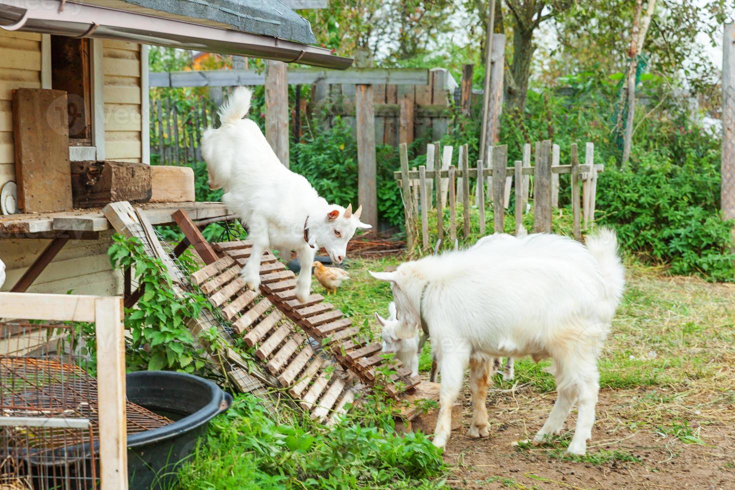 schattige chick geit ontspannen in ranch boerderij in zomerdag. binnenlandse geiten grazen in de wei en kauwen, landelijke achtergrond. geit in natuurlijke eco-boerderij die groeit om melk en kaas te geven. foto