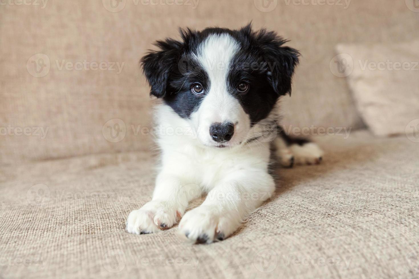 grappig portret van schattige lachende puppy hondje border collie thuis foto