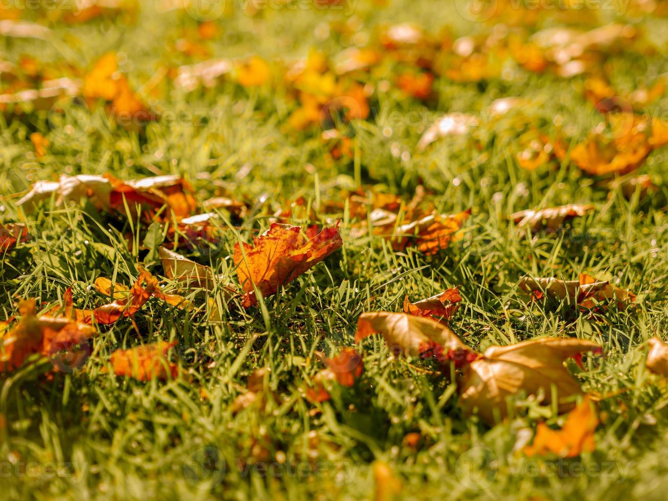 herfstachtergrond in oktober en november van gouden bladeren in het park op het gras foto