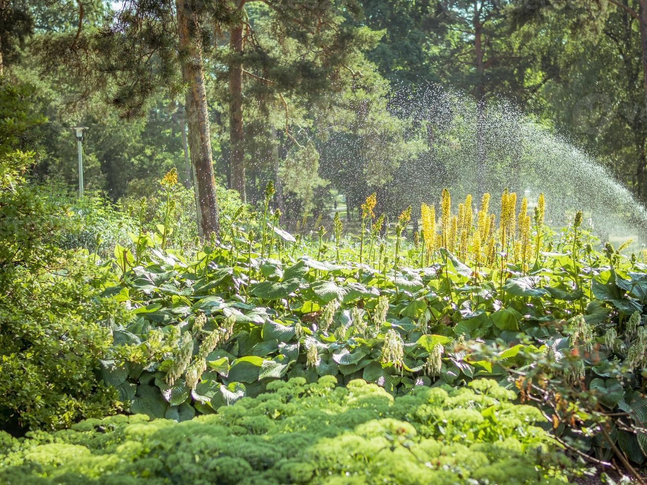 landschapsontwerp, prachtig park met bloemen en coniferen, kotka, park isopuisto, finland foto