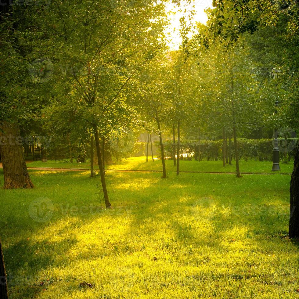 lage zon, zacht zonlicht in het park verlicht het gras en de bomen, getinte afbeelding, herfstachtergrond foto